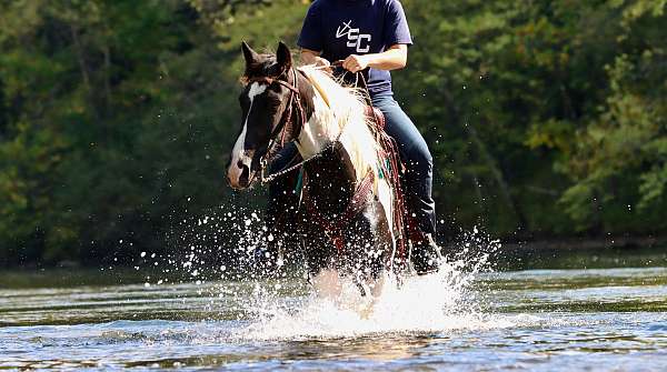 endurance-friesian-horse