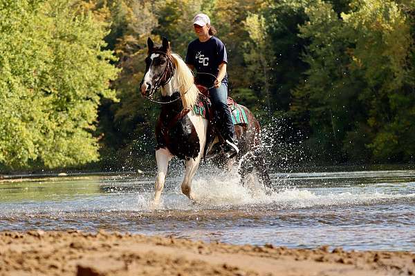 color-producer-friesian-horse