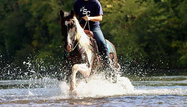 natural-horsemanship-training-friesian-horse