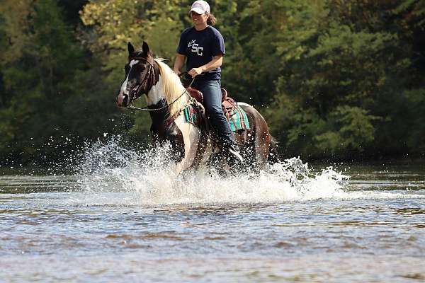 ranch-friesian-horse