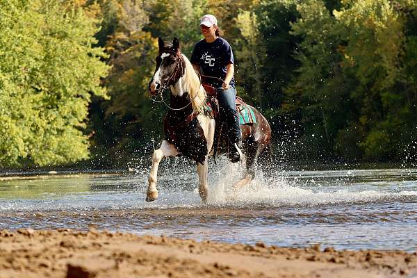 roping-friesian-horse