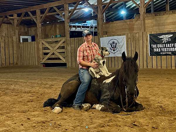 lesson-gelding-stallion