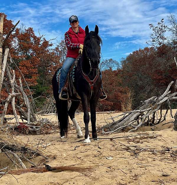 natural-horsemanship-training-gelding-stallion