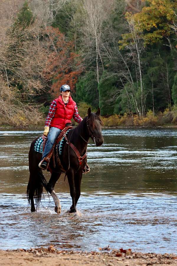 husband-safe-friesian-horse