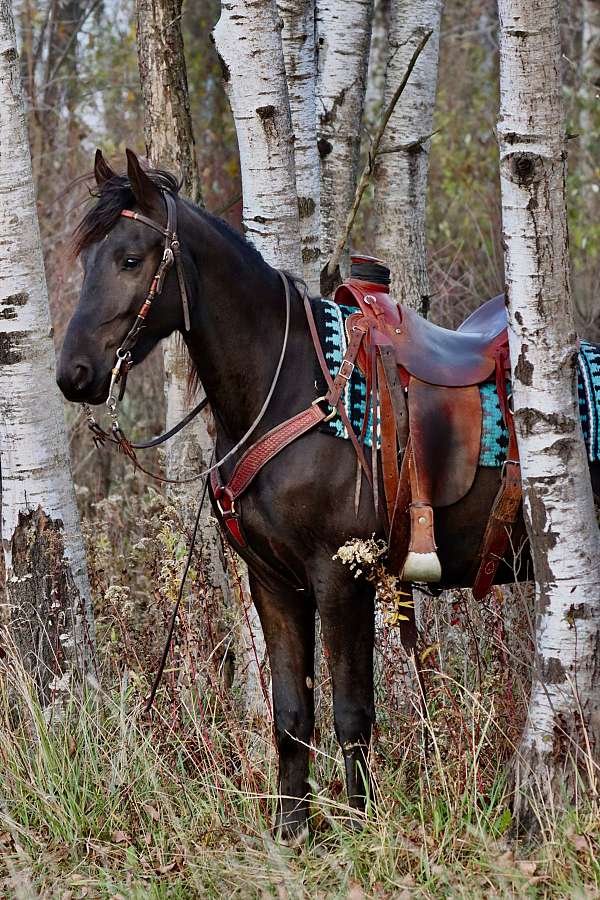 trail-friesian-horse