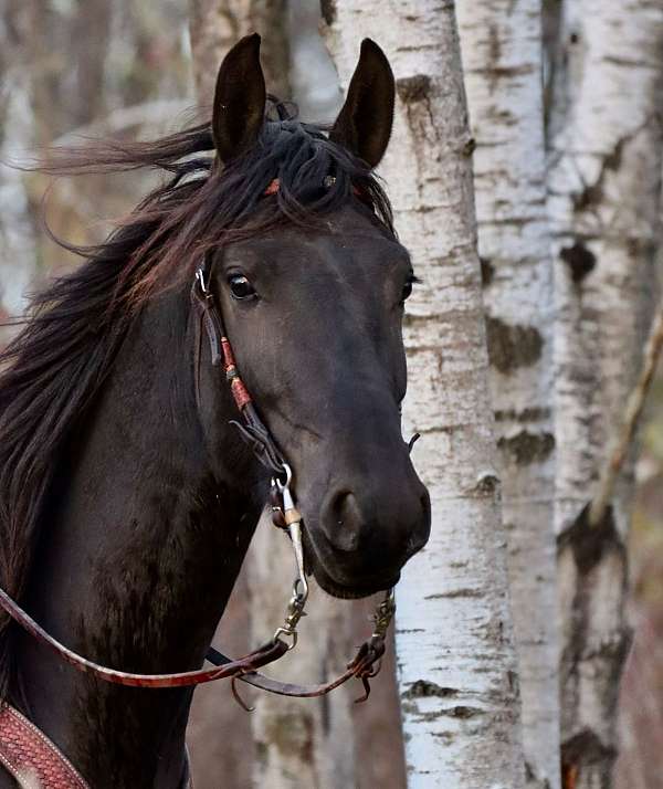 trail-riding-friesian-horse