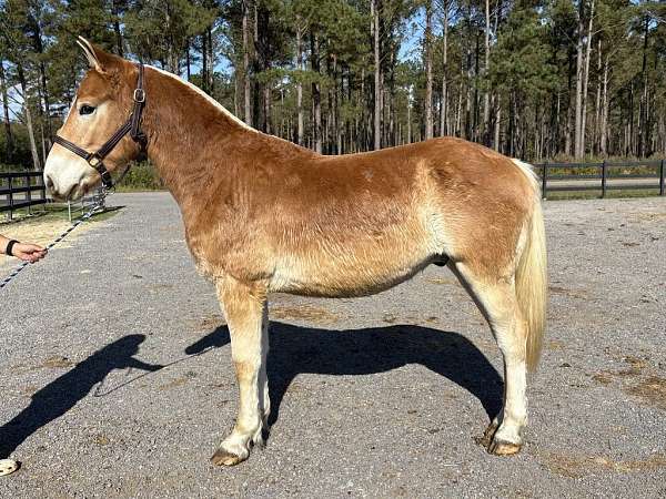 belgian-haflinger-colt-gelding