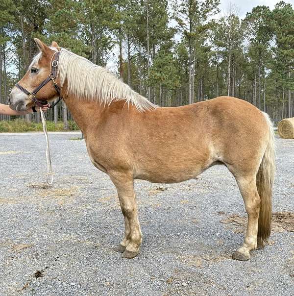 palomino-haflinger-mare