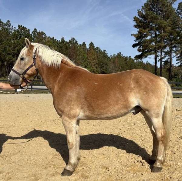 harness-working-haflinger-horse