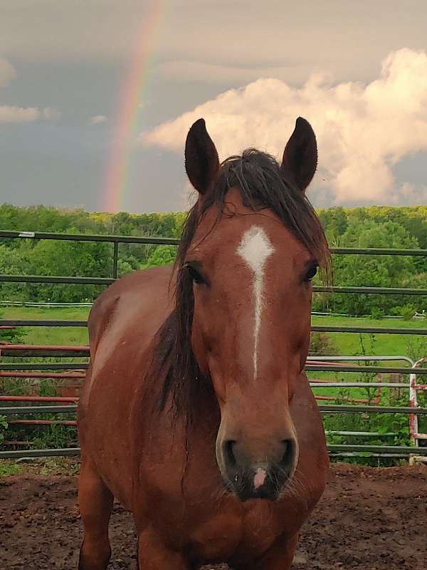 bay-white-star-blaze-snip-horse