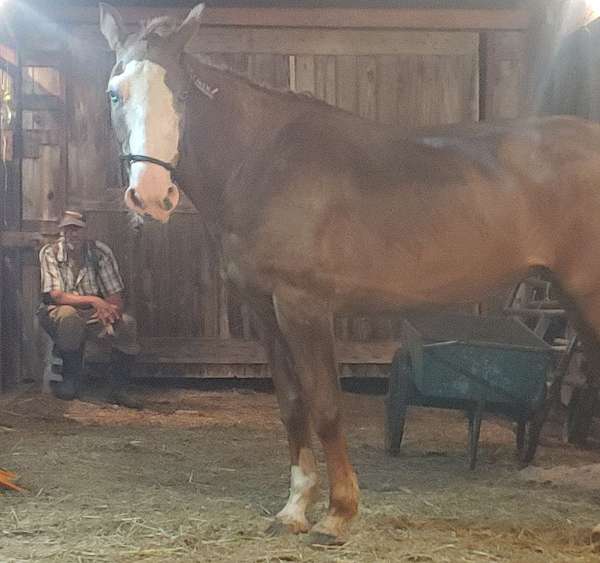 large-white-blaze-socks-horse