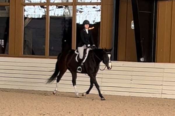 bay-white-on-face-legs-horse