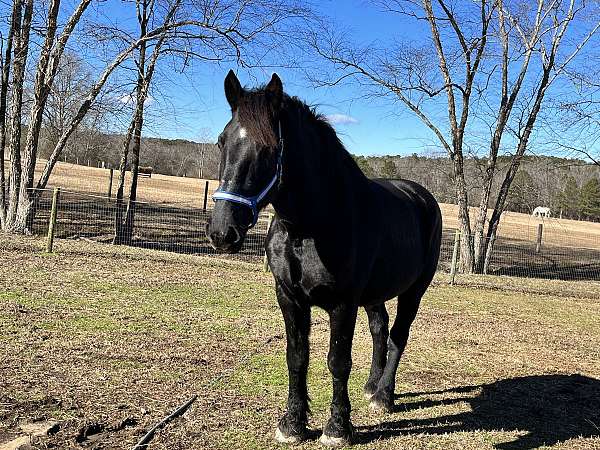 white-star-horse