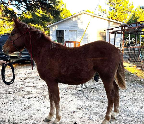 red-roan-palomino-horse