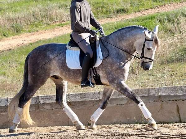 grey-companion-dressage-horse