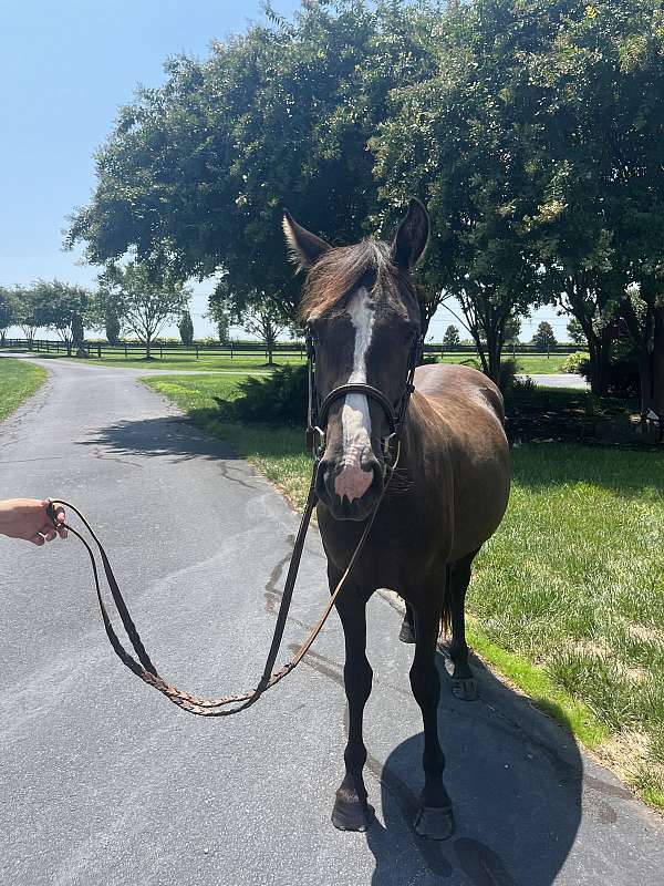 charlie-crossbred-pony