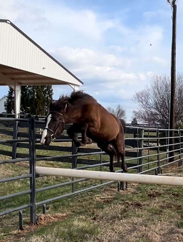 farrier-crossbred-pony