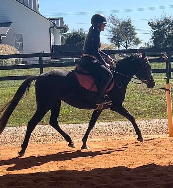 four-year-old-crossbred-pony