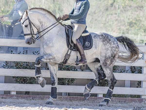 andalusian-horse