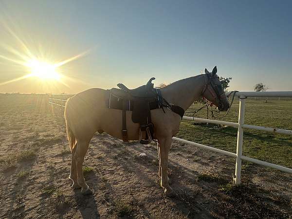 quarter-horse-gelding