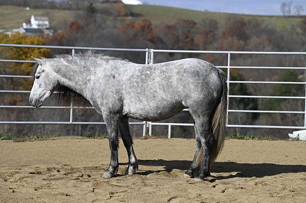 grey-pony-gelding