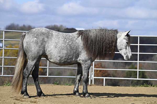 grey-beginner-pony