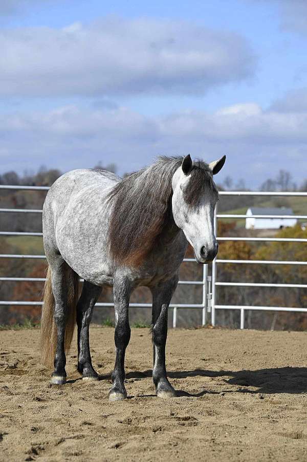 grey-jumping-pony