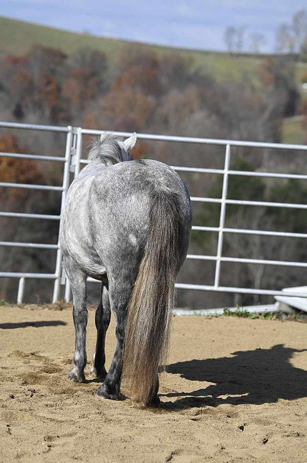 grey-kid-safe-pony