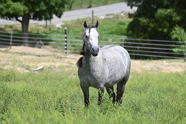 grey-lesson-pony