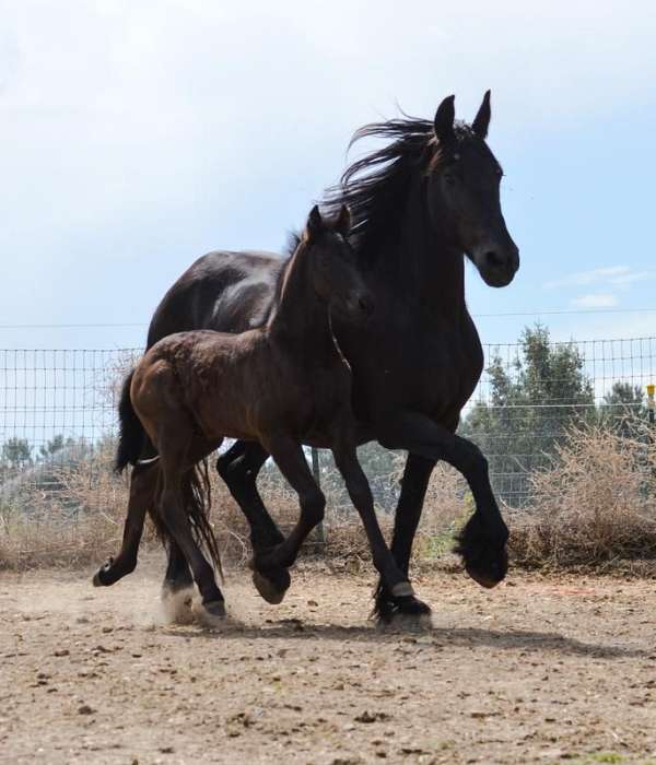 b-book-friesian-foal-horse