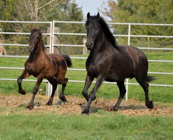 breeding-season-friesian-horse