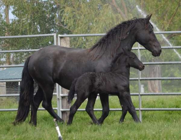 ultrasound-friesian-horse