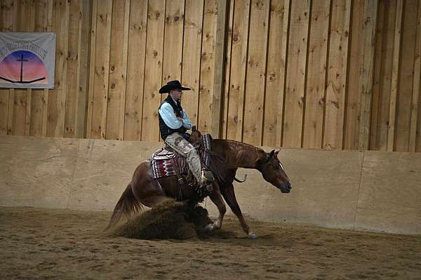 beginner-quarter-horse