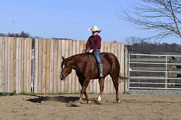 husband-safe-quarter-horse