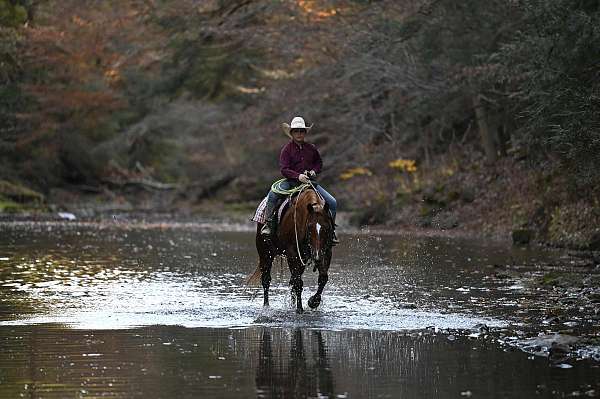 kid-safe-quarter-horse