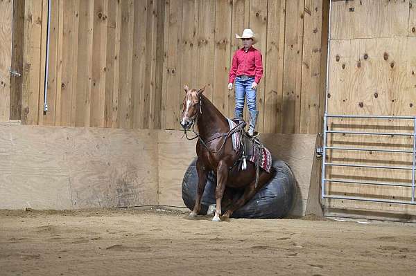 parade-quarter-horse