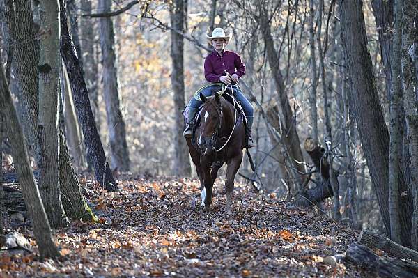 performance-quarter-horse