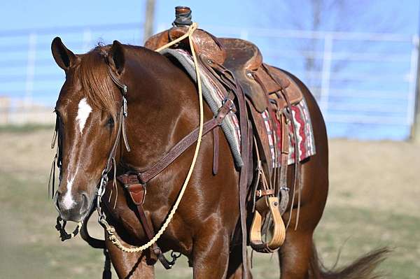 playday-quarter-horse