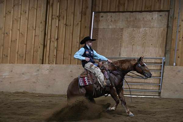 ranch-versatility-quarter-horse