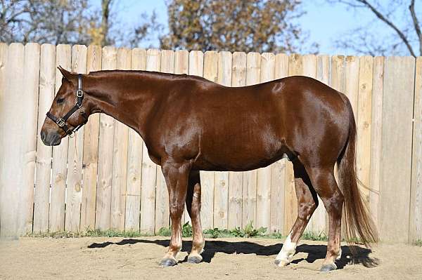 trail-riding-quarter-horse