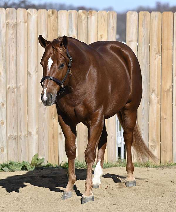 trail-class-competition-quarter-horse