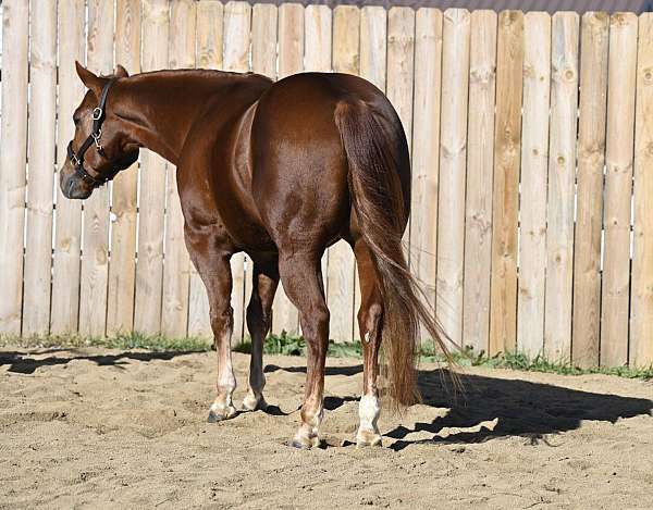 western-dressage-quarter-horse