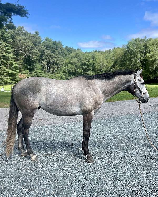 northern-dancer-gelding