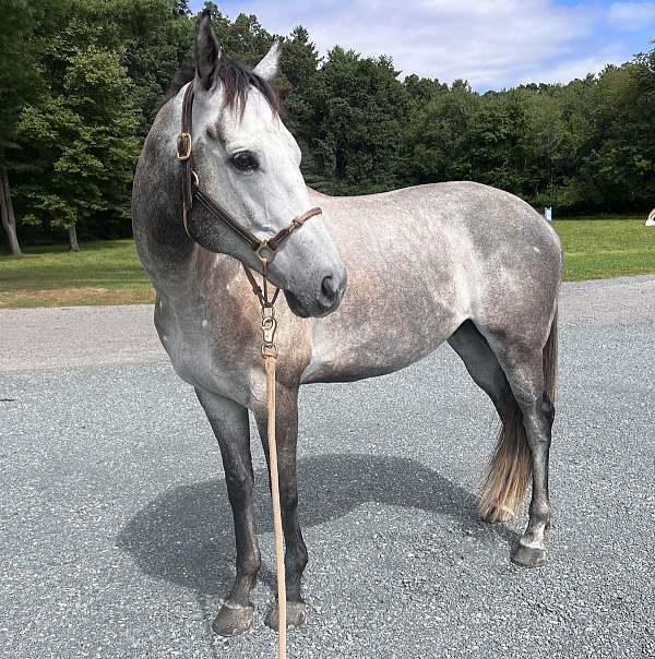 dappled-horse