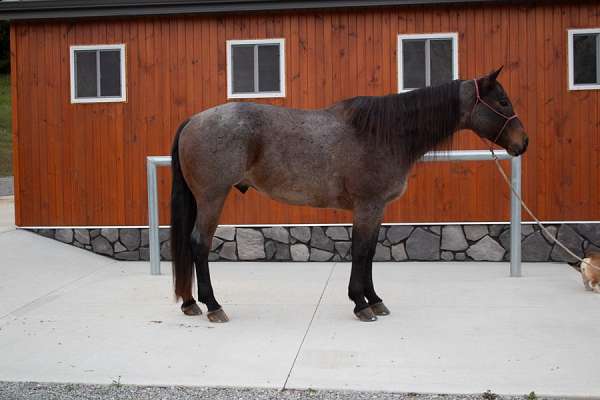 sort-cattle-quarter-pony