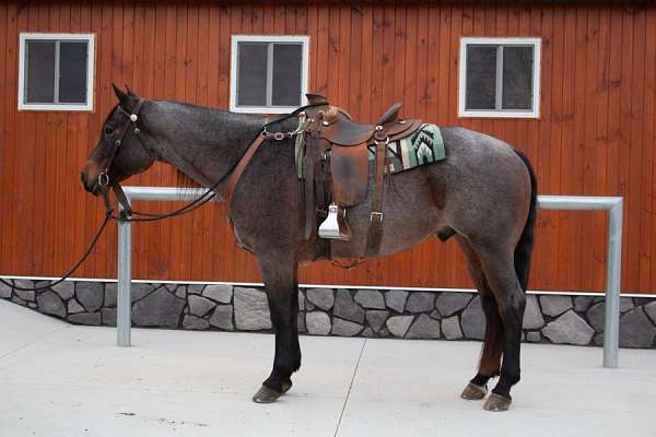 bay-quarter-pony