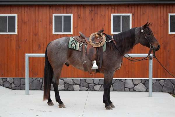 bay-roan-quarter-pony