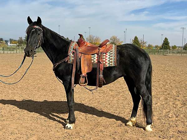 endurance-morgan-horse