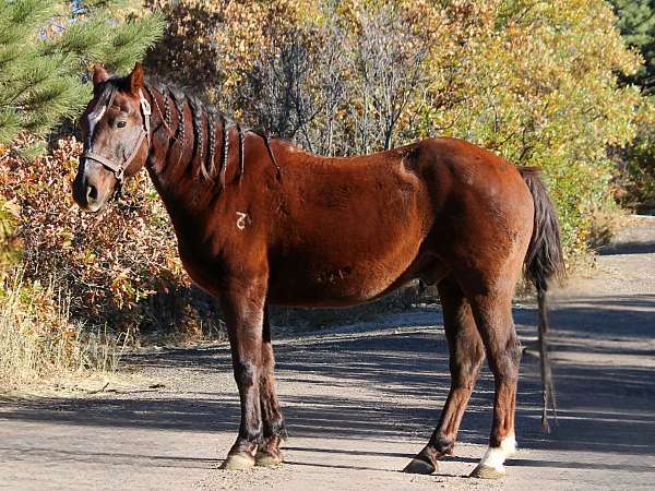 athletic-quarter-horse