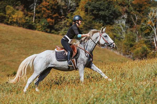 all-around-welsh-pony